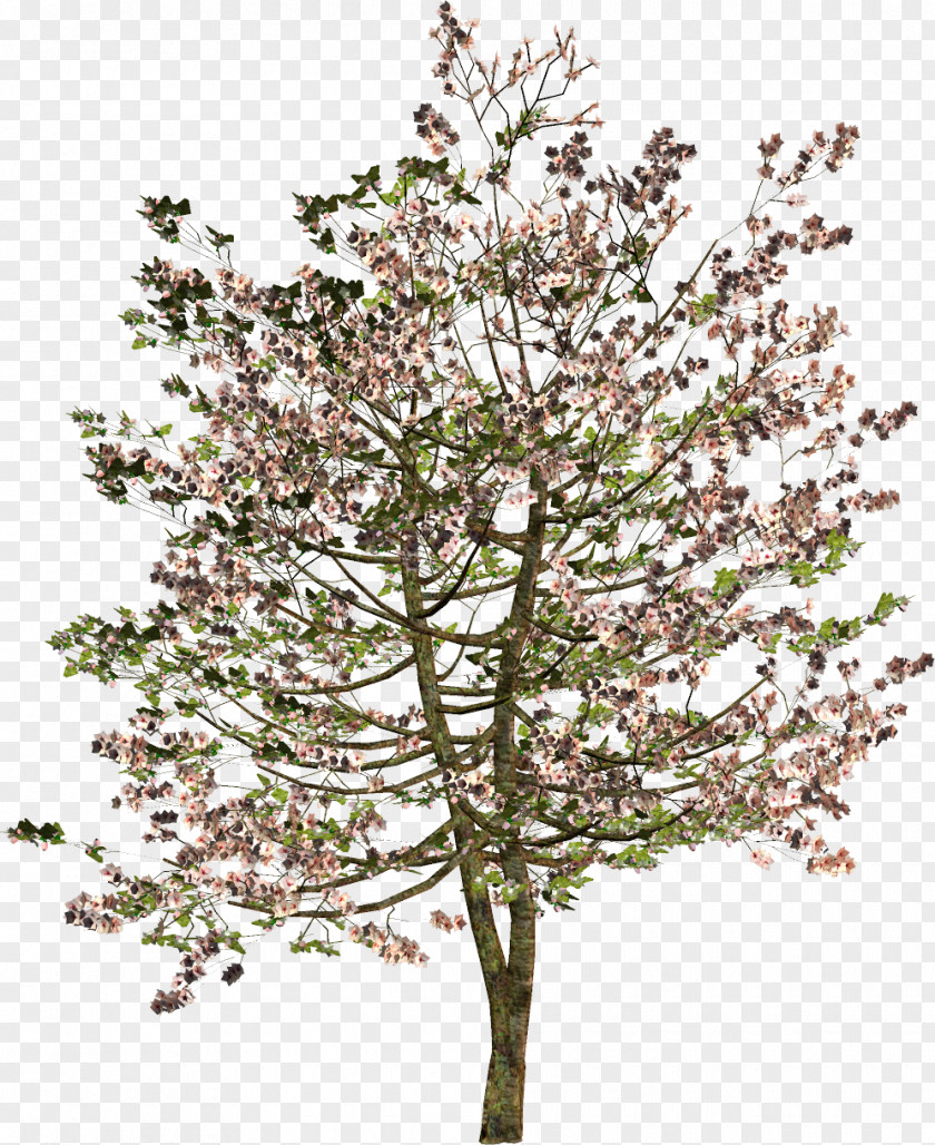 Spring Tree Shrub Twig Clip Art PNG