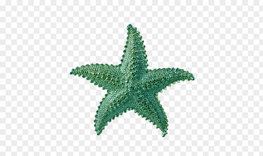 Starfish Clip Art PNG