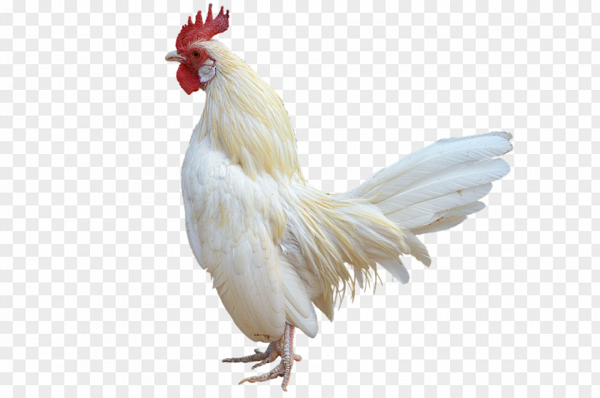 Chicken Rooster Bird PNG
