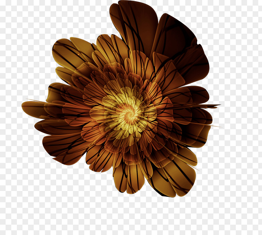Chrysanthemum Transvaal Daisy Business Hotel PNG