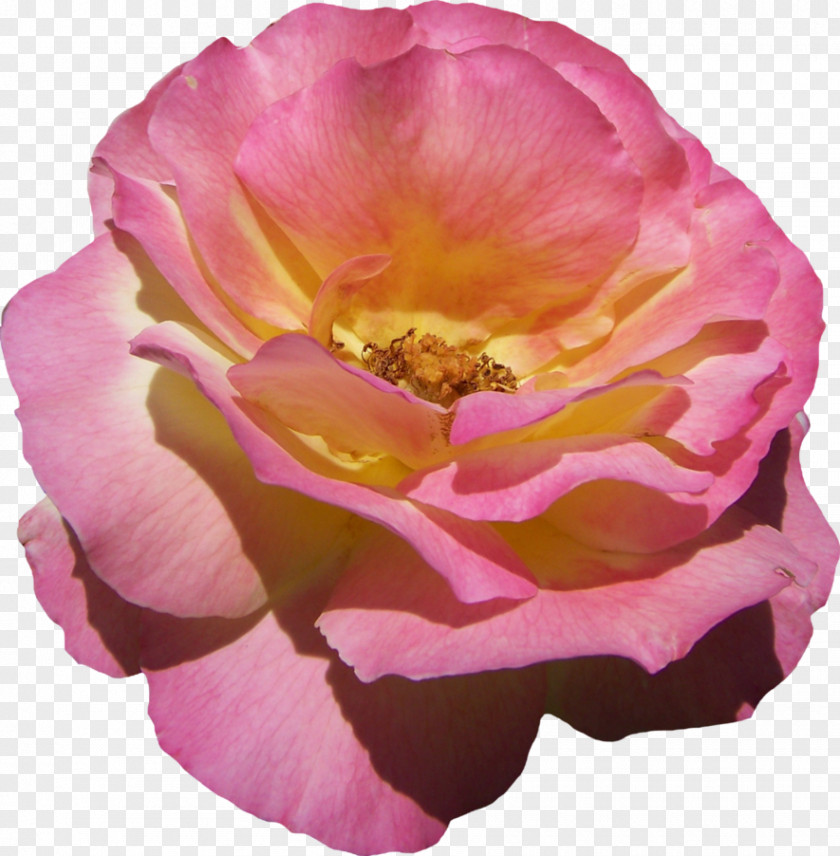 Flower Floribunda Garden Roses Cabbage Rose French Pink PNG