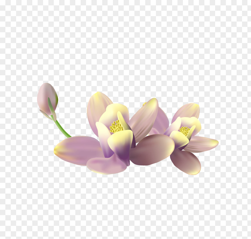 Lotus Petal Flower Clip Art PNG