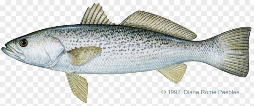 Sea Shore Weakfish Spotted Seatrout Cynoscion Arenarius Red Drum Croaker PNG