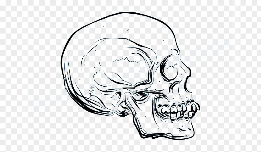 Skull Side Faces Drawing Cartoon Euclidean Vector PNG