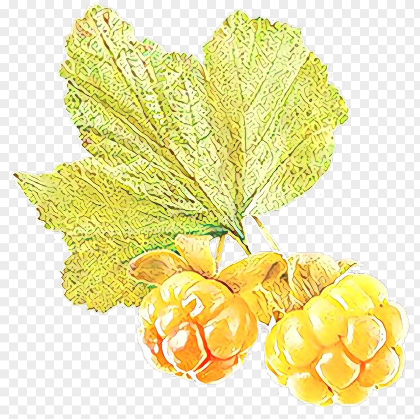 Vitis Cloudberry Flower Leaves PNG