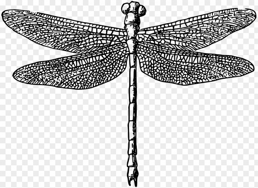 Dragonfly Clip Art PNG