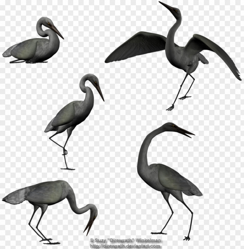 Egret Solar Term Ibis Bird Beak PNG