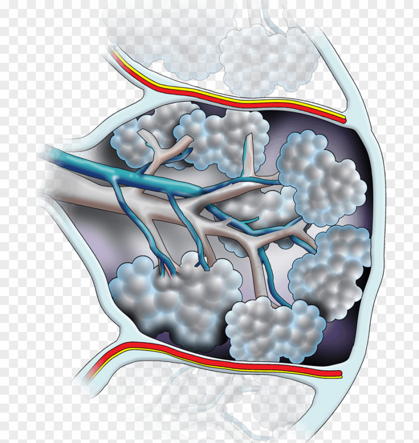 Jaw Organism PNG