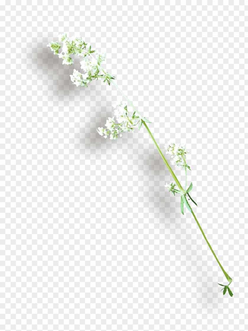 Leaf Twig Plant Stem Lilac Flower PNG