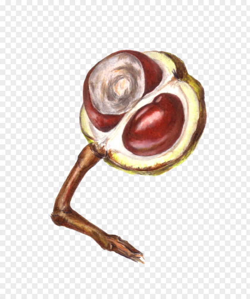 Painting European Horse-chestnut Drawing Conkers PNG