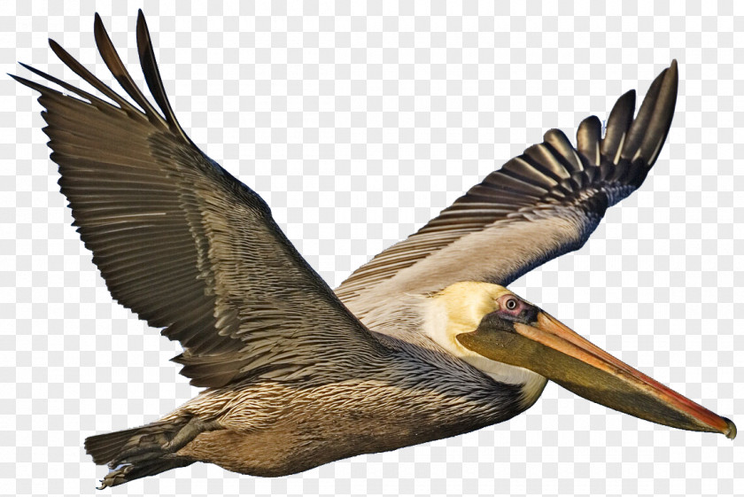 Pelican Image Brown Bird Peruvian Flight PNG