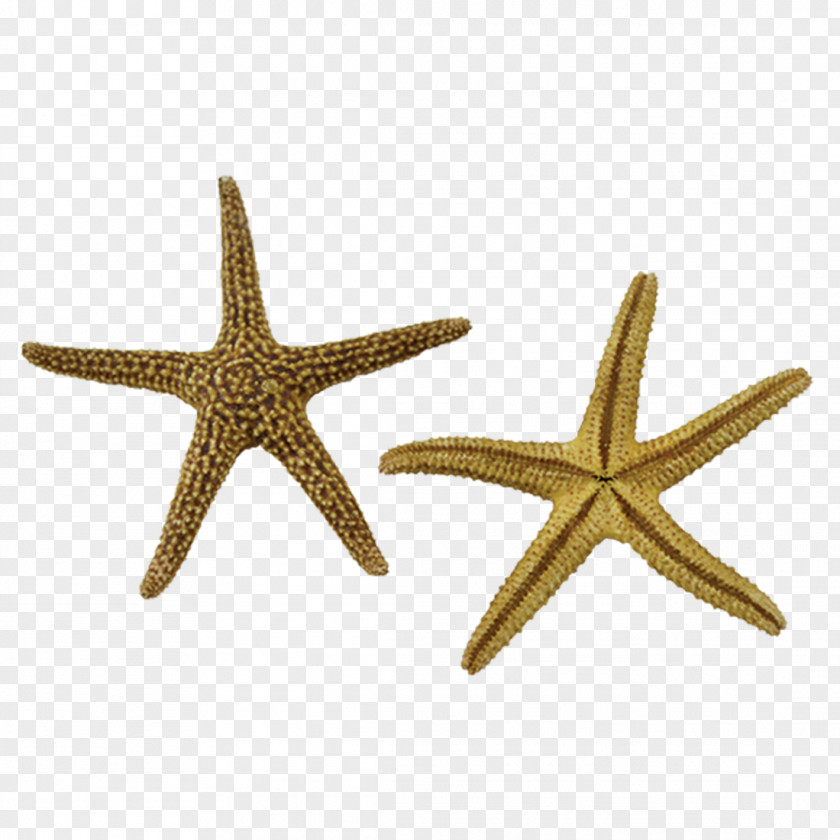 Starfish Marine Invertebrates Echinoderm Seashell PNG