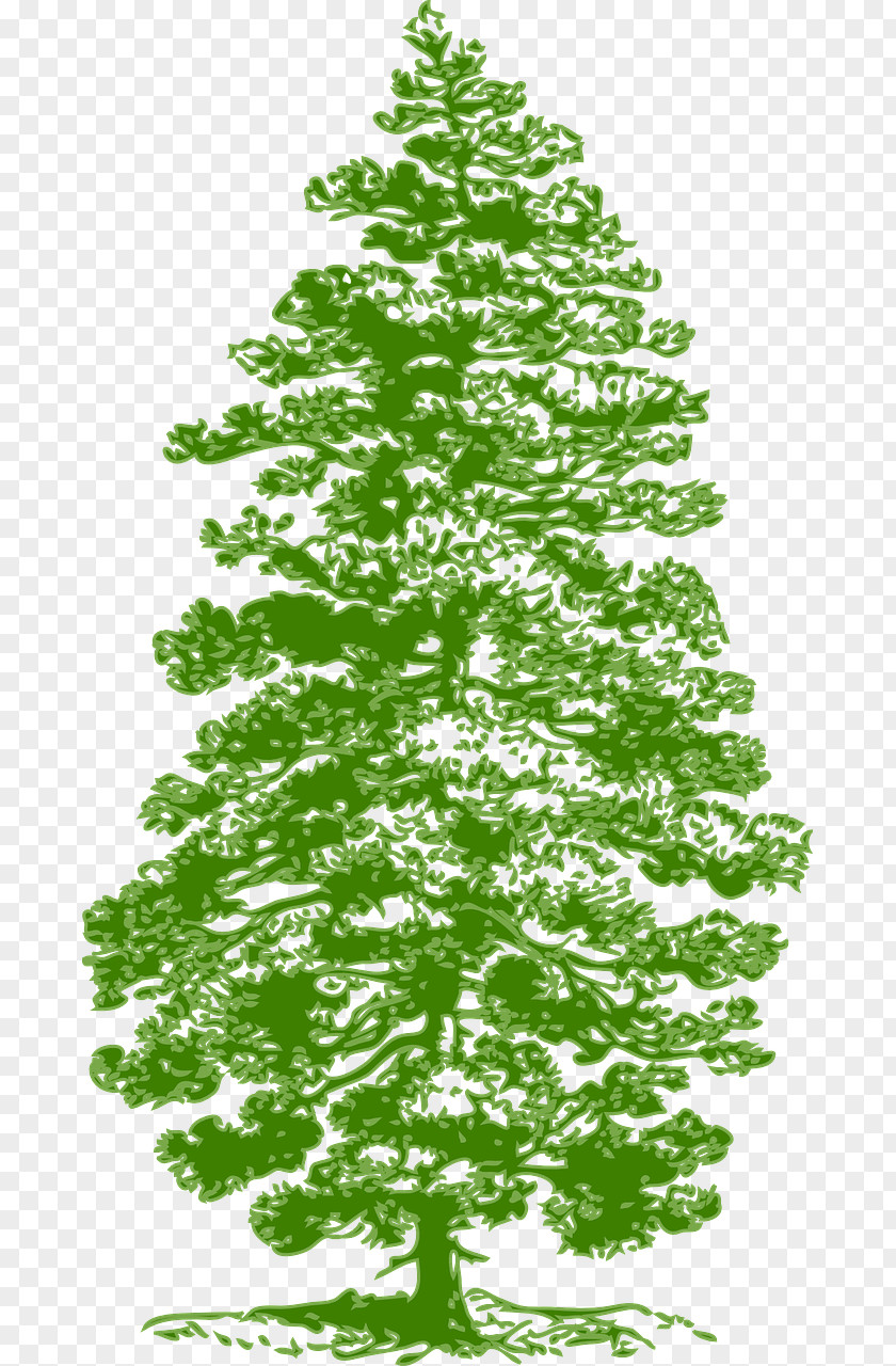 Tree Eastern White Pine Fir Clip Art PNG