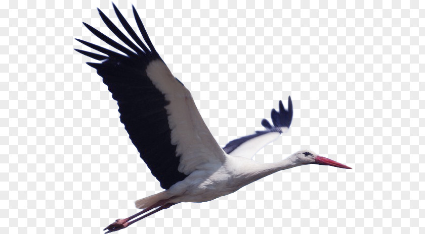 White Crane Stork Bird Pixabay Animal Migration PNG