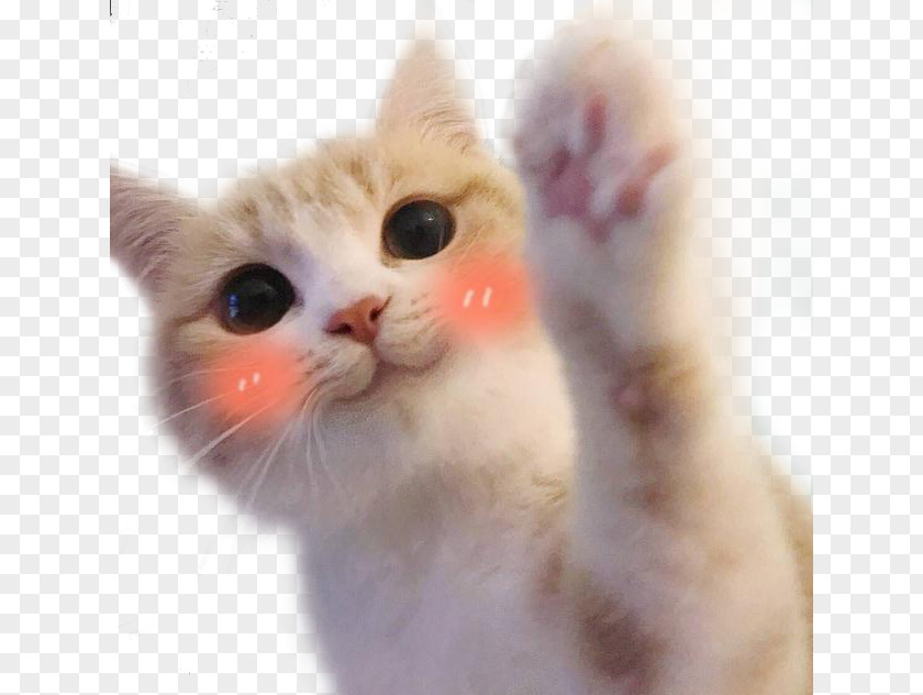Cute Cat Blush Expression Bag Ragdoll Kitten Hello Kitty Food Mouse PNG