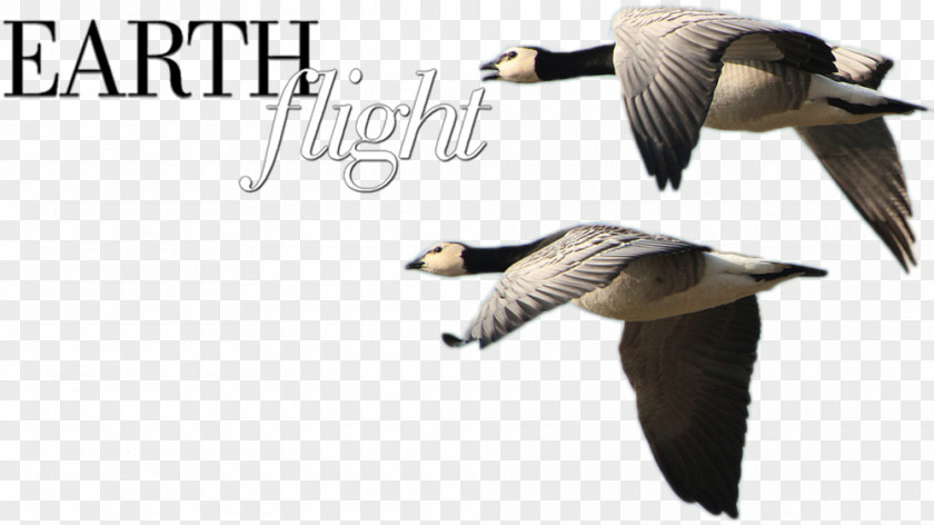 Earth/flight/train Duck Goose Fauna Feather Beak PNG