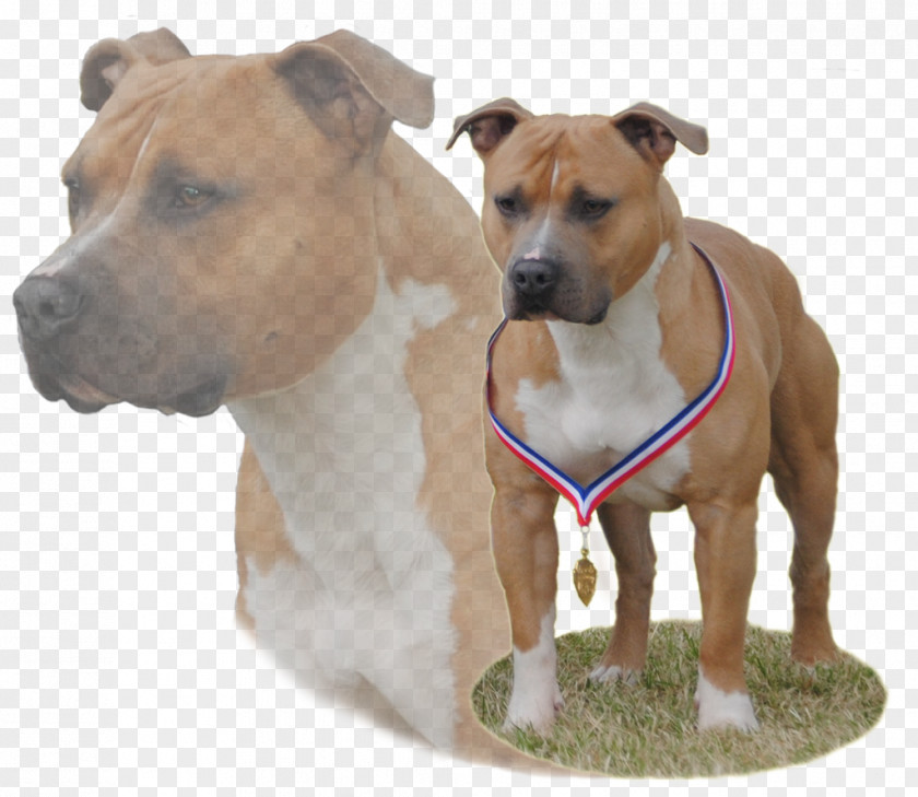 Puppy American Staffordshire Terrier Dog Breed Pit Bull PNG