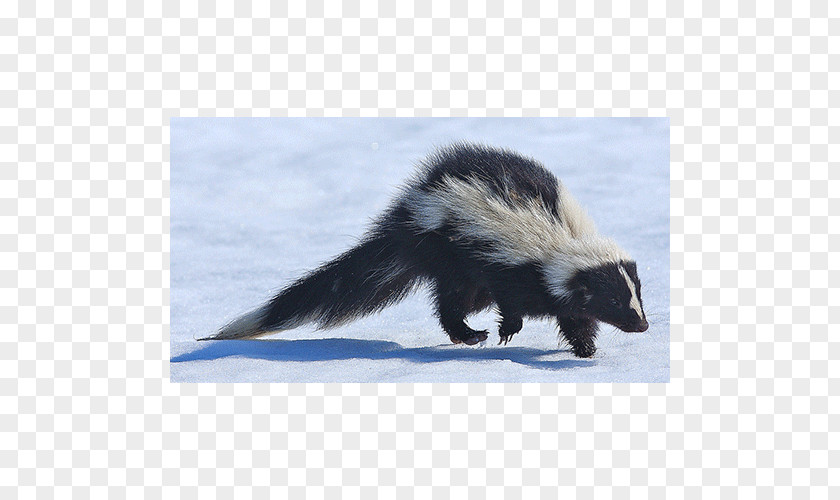 Skunk Weasels Fauna Fur PNG