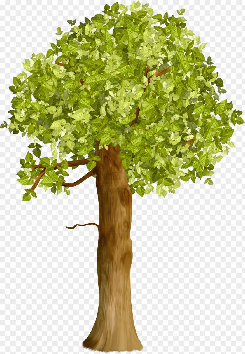 Tree Trunk Crown Branch Clip Art PNG