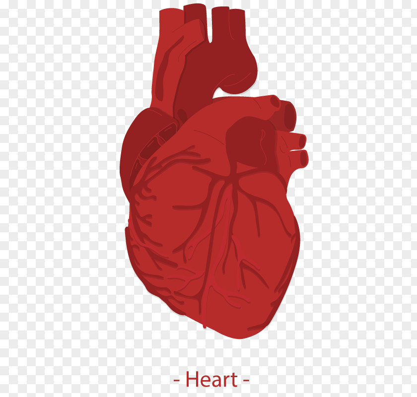 Vector Human Heart Euclidean Homo Sapiens Icon PNG