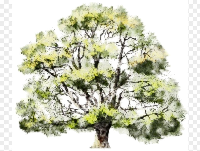 Watercolor Tree Painting Oak Drawing PNG