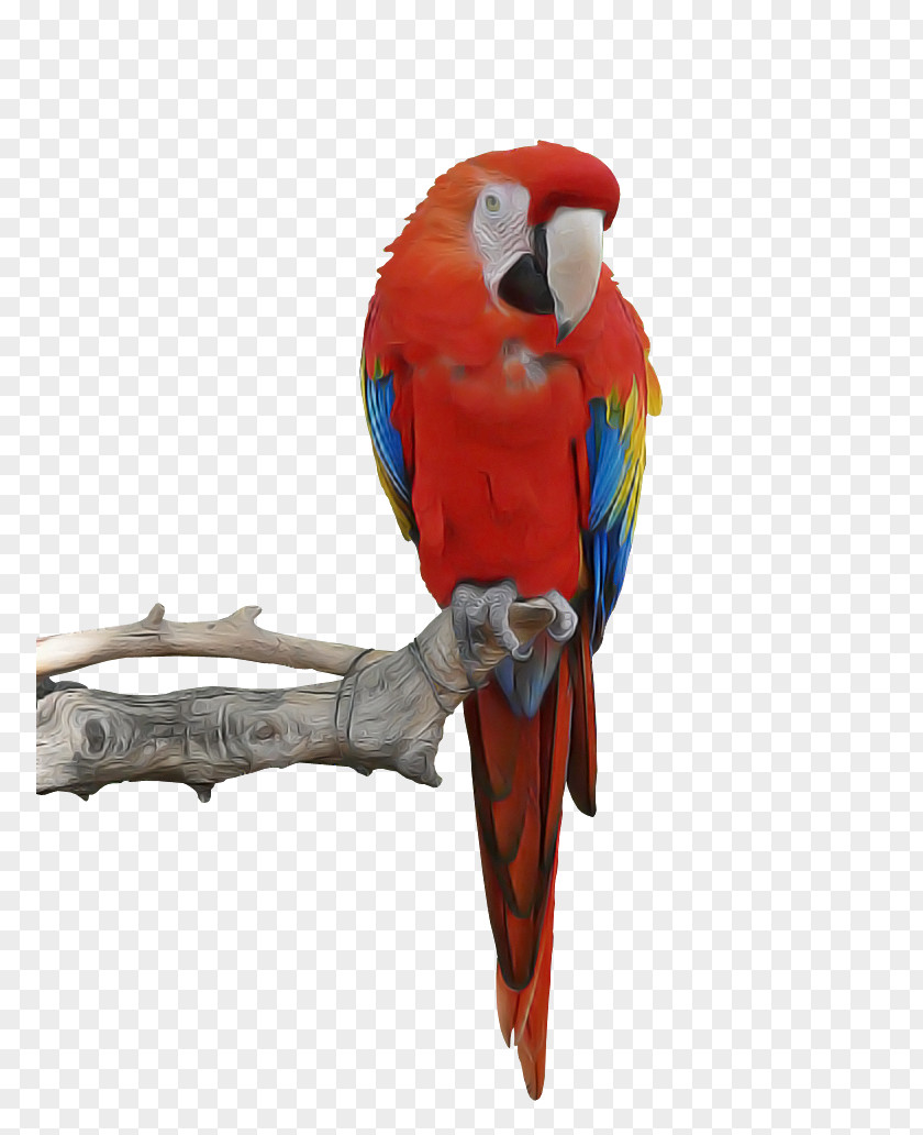 Wing Budgie Bird Macaw Parrot Beak Parakeet PNG