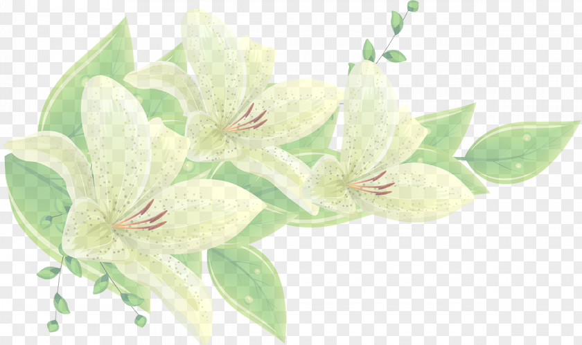 Cut Flowers Petal Flower White Green Plant Flowering PNG