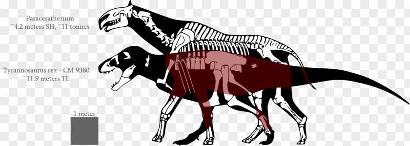 Dinosaur Tyrannosaurus Size Allosaurus Acrocanthosaurus Nanotyrannus PNG