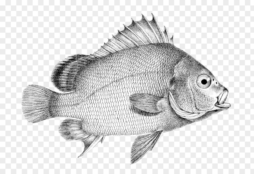 Fish Tilapia Drawing Perch /m/02csf PNG