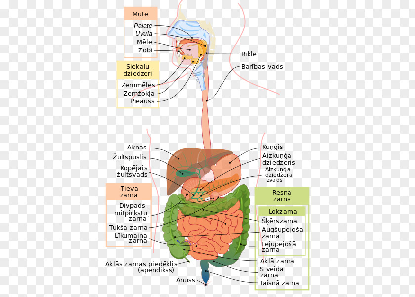 Human Digestive System Gastrointestinal Tract Digestion Anatomy Body PNG