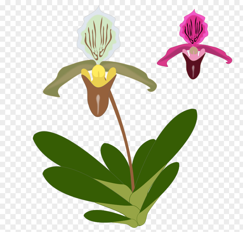 Orchids Images For Free T-shirt Paphiopedilum Clip Art PNG
