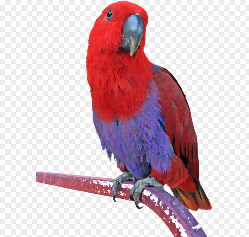 Parrot Eclectus Bird Budgerigar Conure PNG