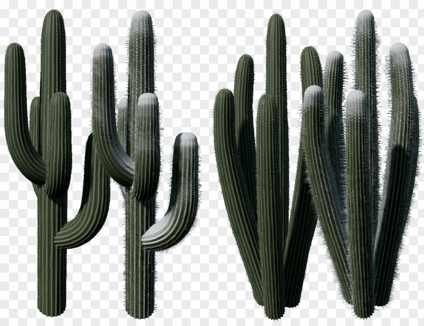 Watercolor Cactus Cactaceae Normal Mapping Texture PNG