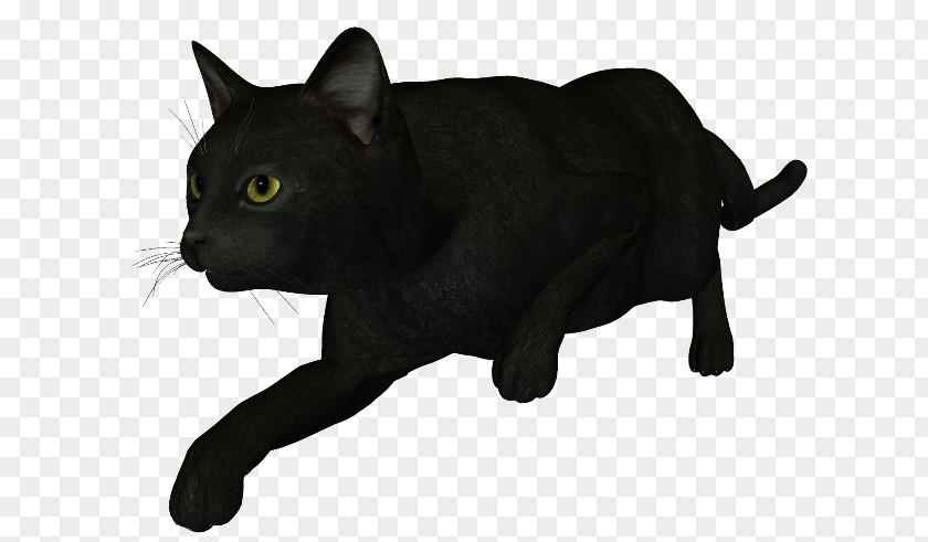 Black Cat Bombay Korat Chartreux Manx PNG