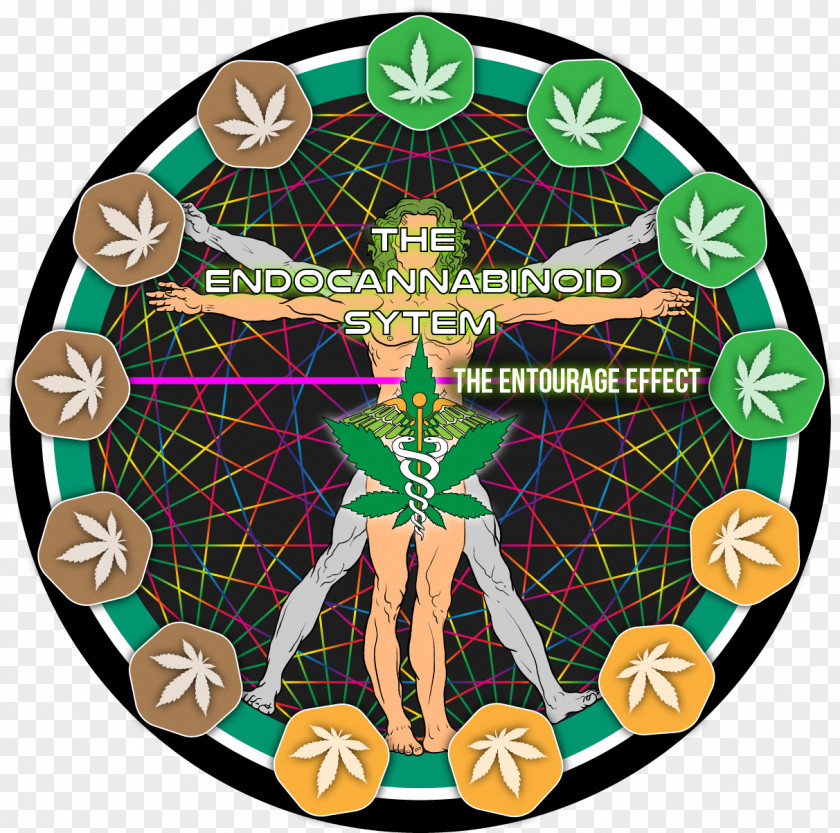 Cannabis Tetrahydrocannabinol Entourage Effect Cannabinoid Cannabidiol PNG