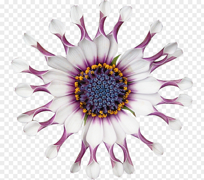 Chrysanthemum Cut Flowers Petal PNG