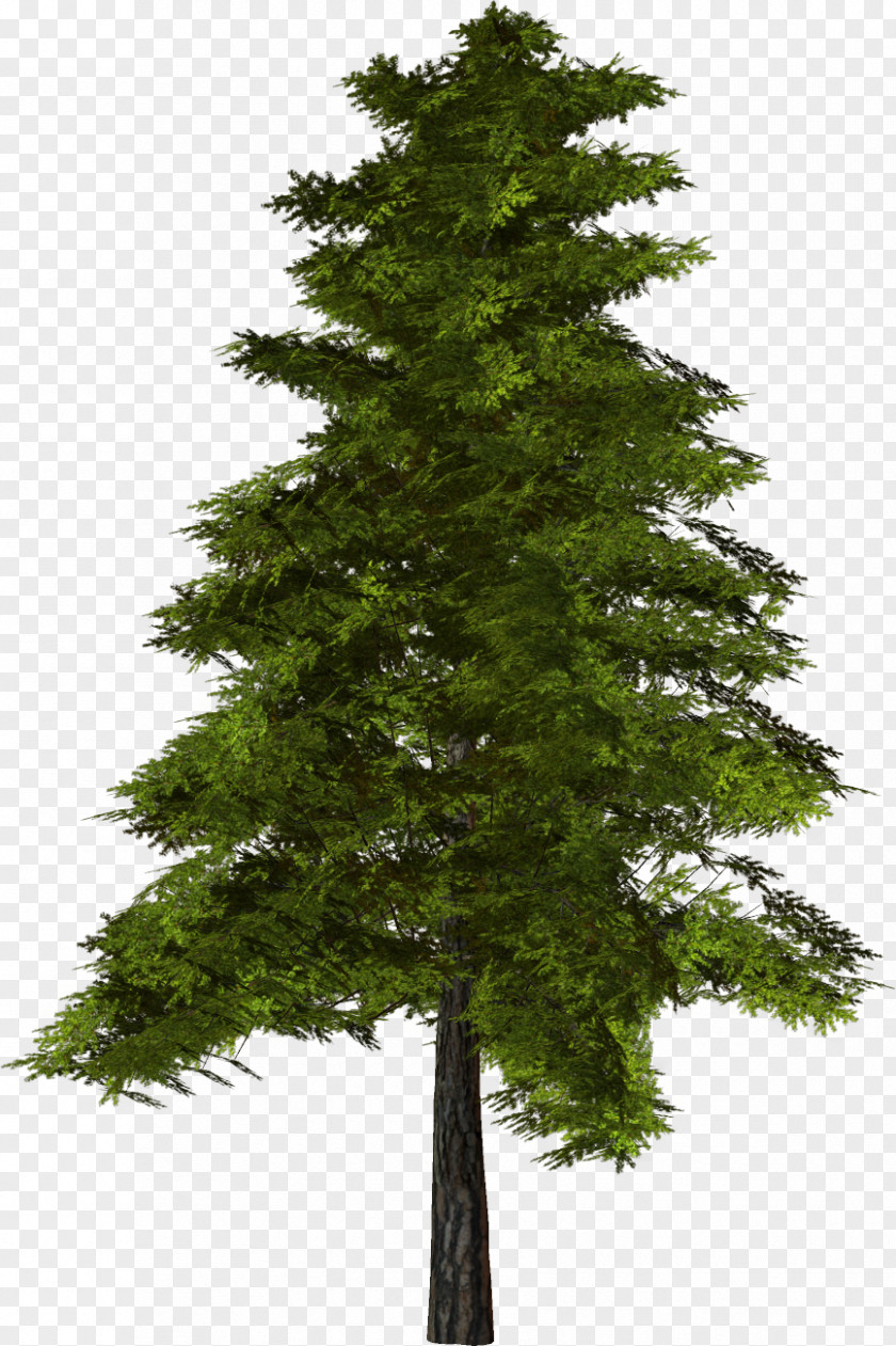 Fir-tree Tree Pine Clip Art PNG