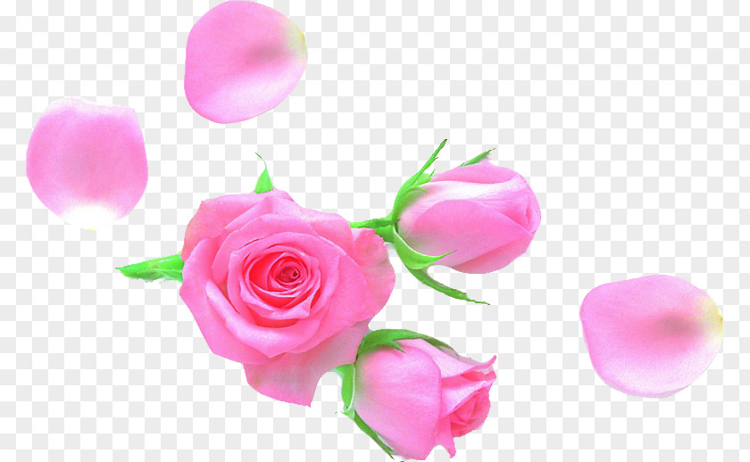 Rose Garden Roses Petal Cut Flowers PNG