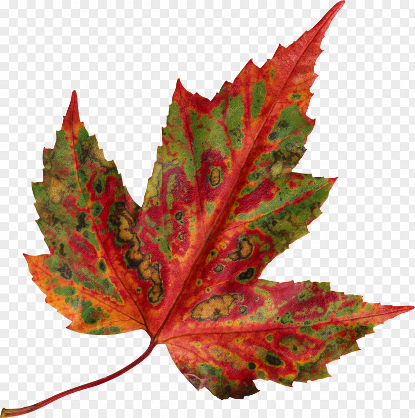 Autumn Leaves Red Maple Leaf Color PNG