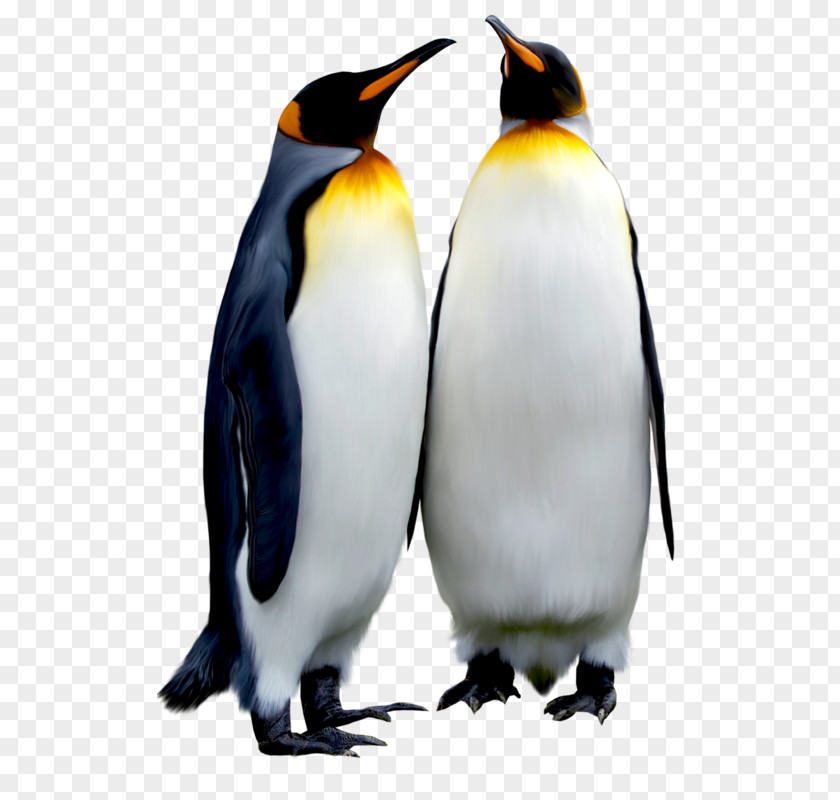 Black Emperor Penguin Bird Antarctic PNG