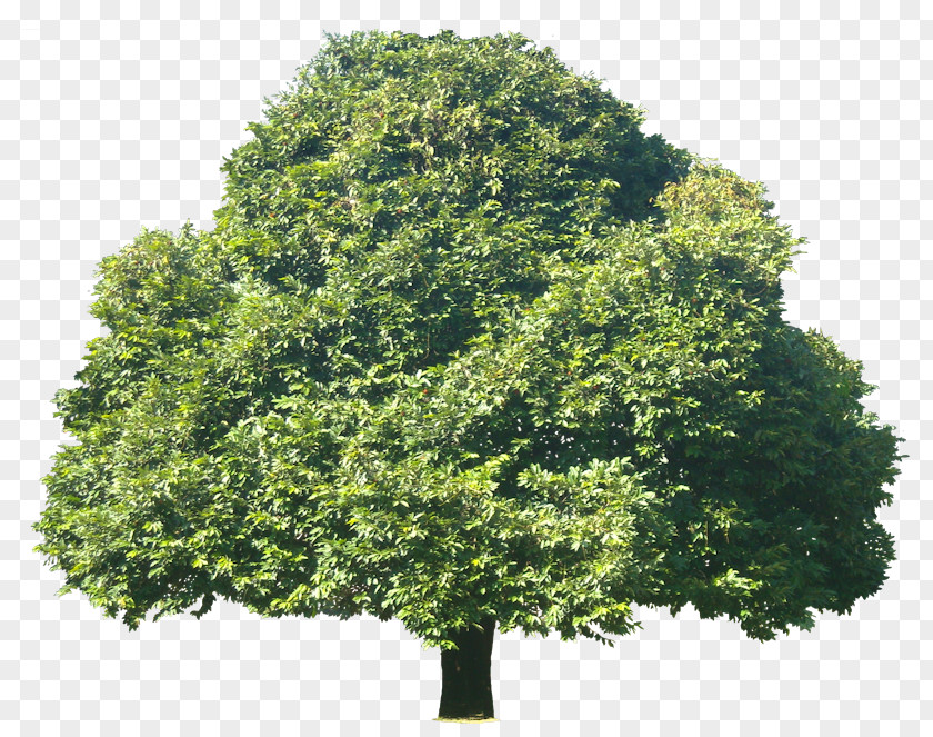Evergreen Plants Tree Diospyros Discolor Weeping Fig Plant Subtropics PNG