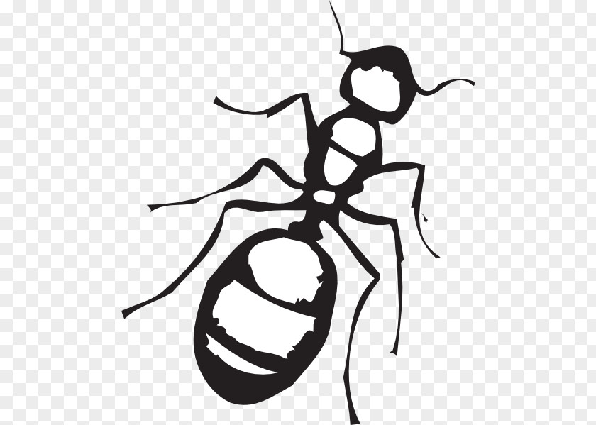 Insect Ant Black And White Clip Art PNG