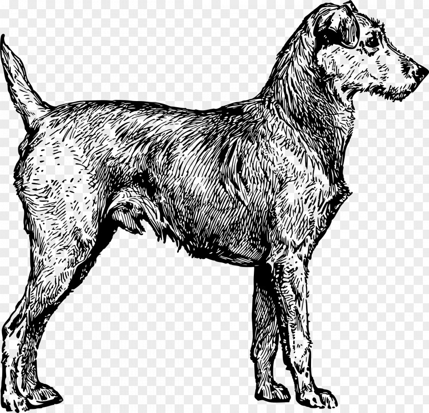 Irish Wolfhound Terrier Puppy Yorkshire Clip Art PNG