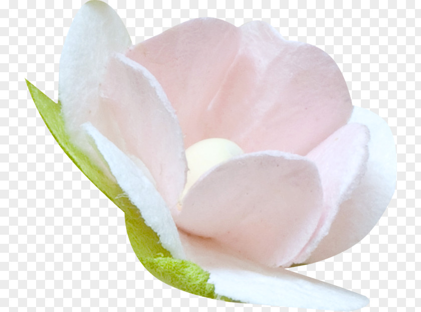 Flower Collage Peach PNG