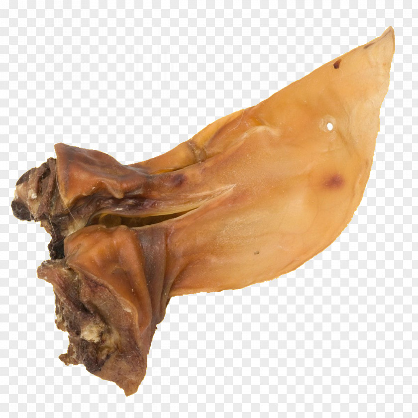 Muschel Lunderland Rinderohr Mit Pig's Ear PNG