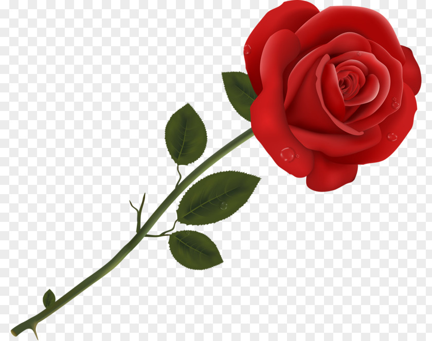 Rose Clip Art Image Transparency PNG