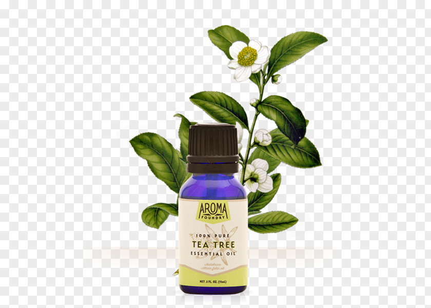 Tea Tree Oil Camellia Sinensis Herbal Essential PNG