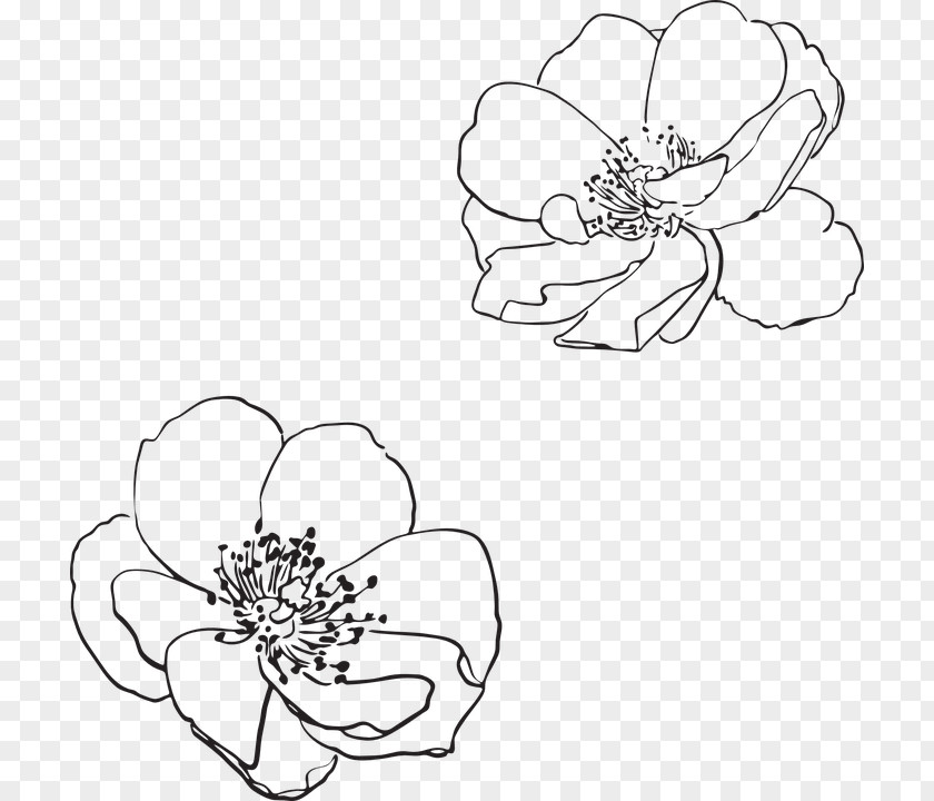 Wildflower Vector Line Art Drawing Flower Visual Arts PNG