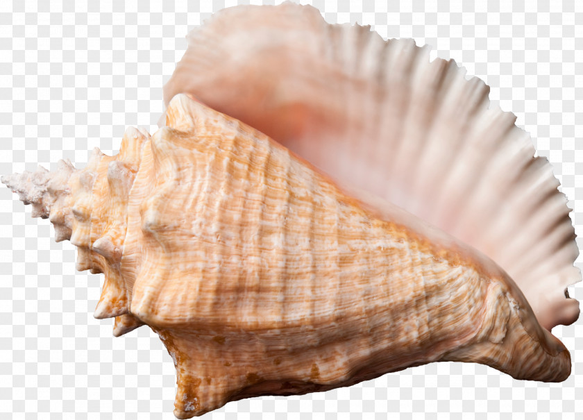 Conch Lord Of The Flies Seashell Wallpaper PNG