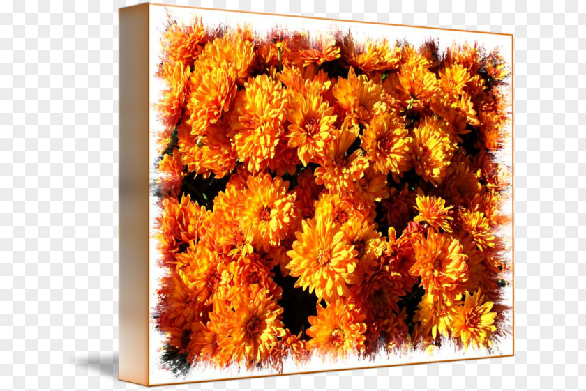 Fall Flowers Cut Chrysanthemum Pot Marigold Daisy Family PNG